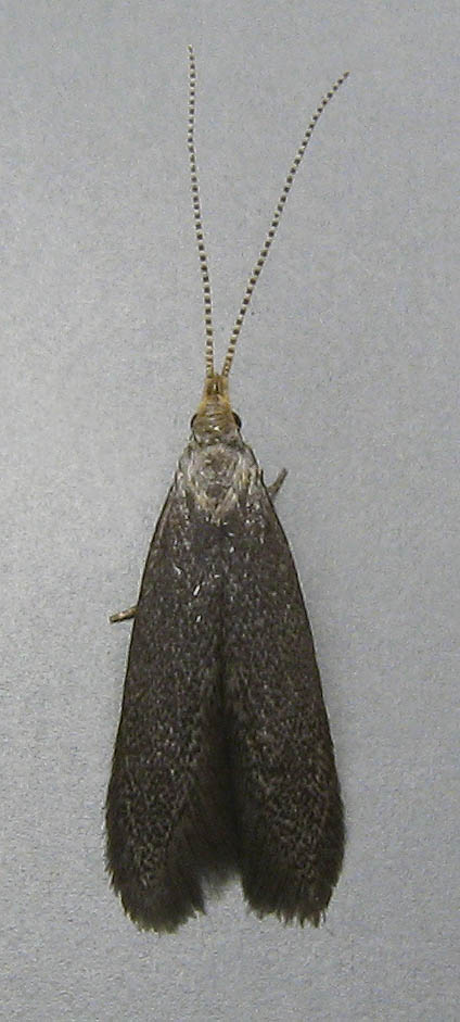 Image 1: Male - dorsal view - grey background